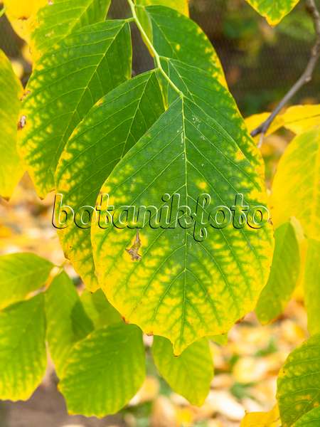 453002 - Kentucky yellow wood (Cladrastis kentukea syn. Cladrastis lutea)