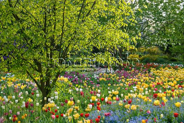 517101 - Kentucky yellow wood (Cladrastis kentukea syn. Cladrastis lutea) and tulips (Tulipa)