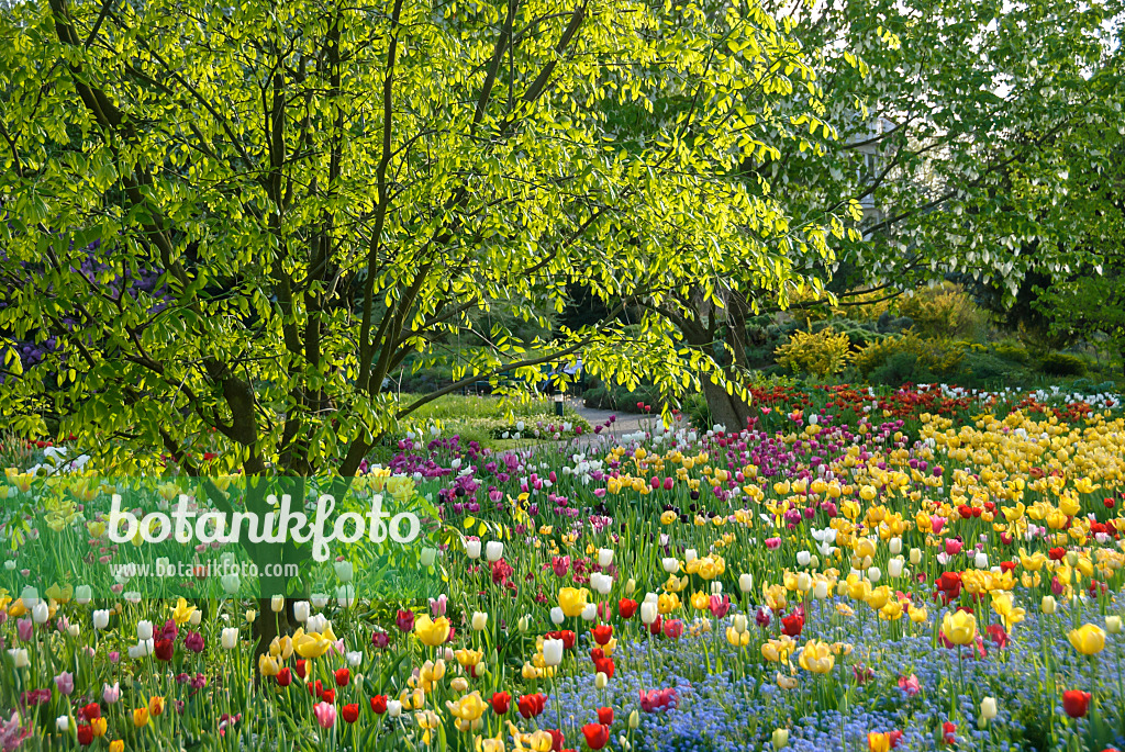 517101 - Kentucky yellow wood (Cladrastis kentukea syn. Cladrastis lutea) and tulips (Tulipa)