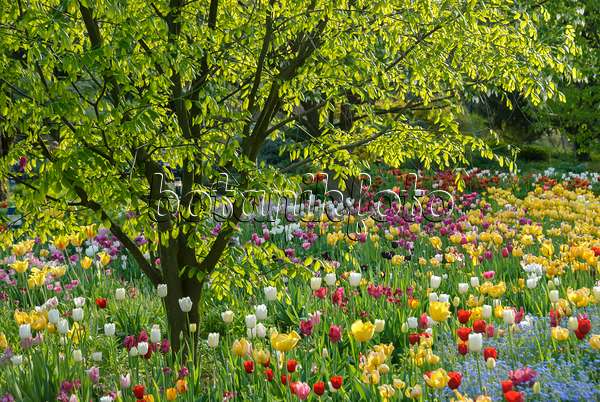 517102 - Kentucky yellow wood (Cladrastis kentukea syn. Cladrastis lutea) and tulips (Tulipa)
