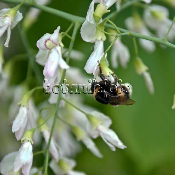 517157 - Kentucky yellow wood (Cladrastis kentukea syn. Cladrastis lutea) and bumble bee (Bombus)