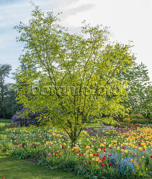 651174 - Kentucky yellow wood (Cladrastis kentukea syn. Cladrastis lutea) and tulips (Tulipa)