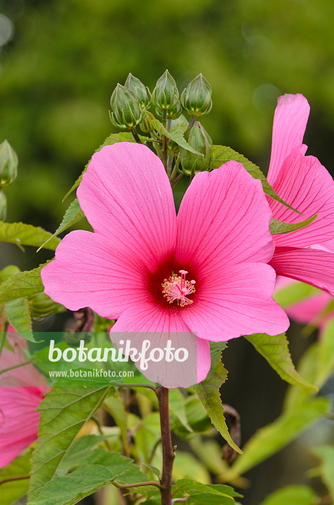 500030 - Ketmie des marais (Hibiscus moscheutos 'Chatelaine')