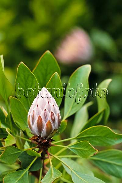 388038 - King protea (Protea cynaroides)