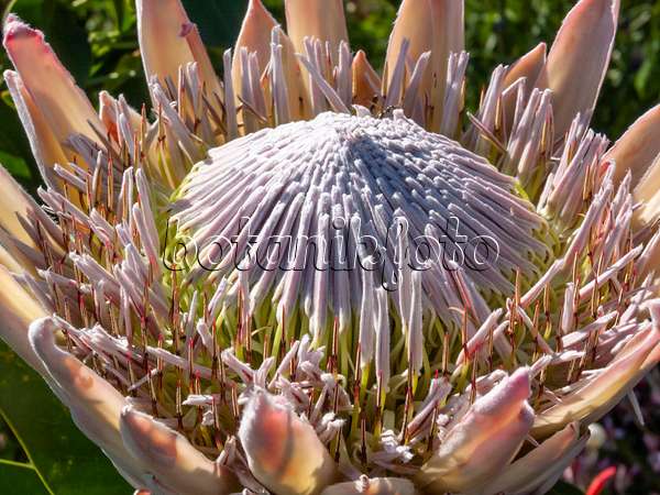 414137 - King protea (Protea cynaroides)