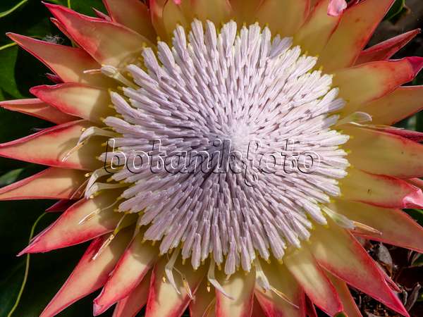 427046 - King protea (Protea cynaroides)