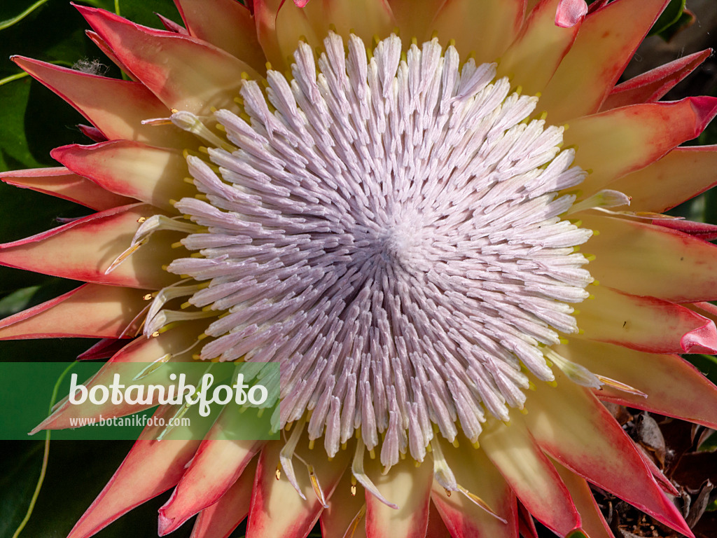 427046 - King protea (Protea cynaroides)