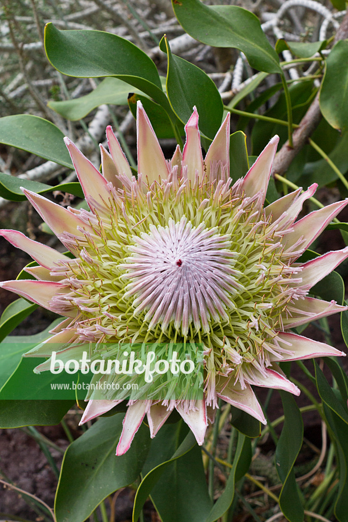 556124 - King protea (Protea cynaroides)