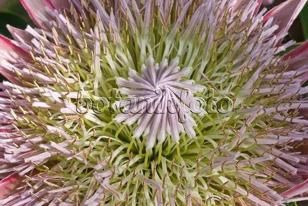 601011 - King protea (Protea cynaroides 'Spring')
