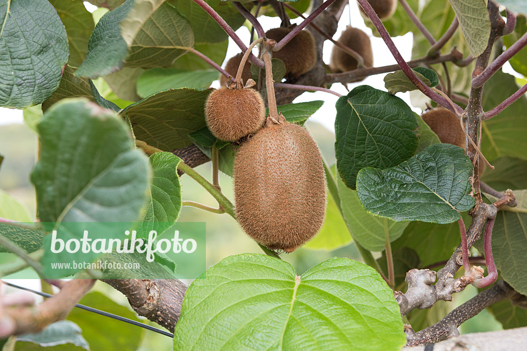 635008 - Kiwi de Chine (Actinidia deliciosa 'Jenny')