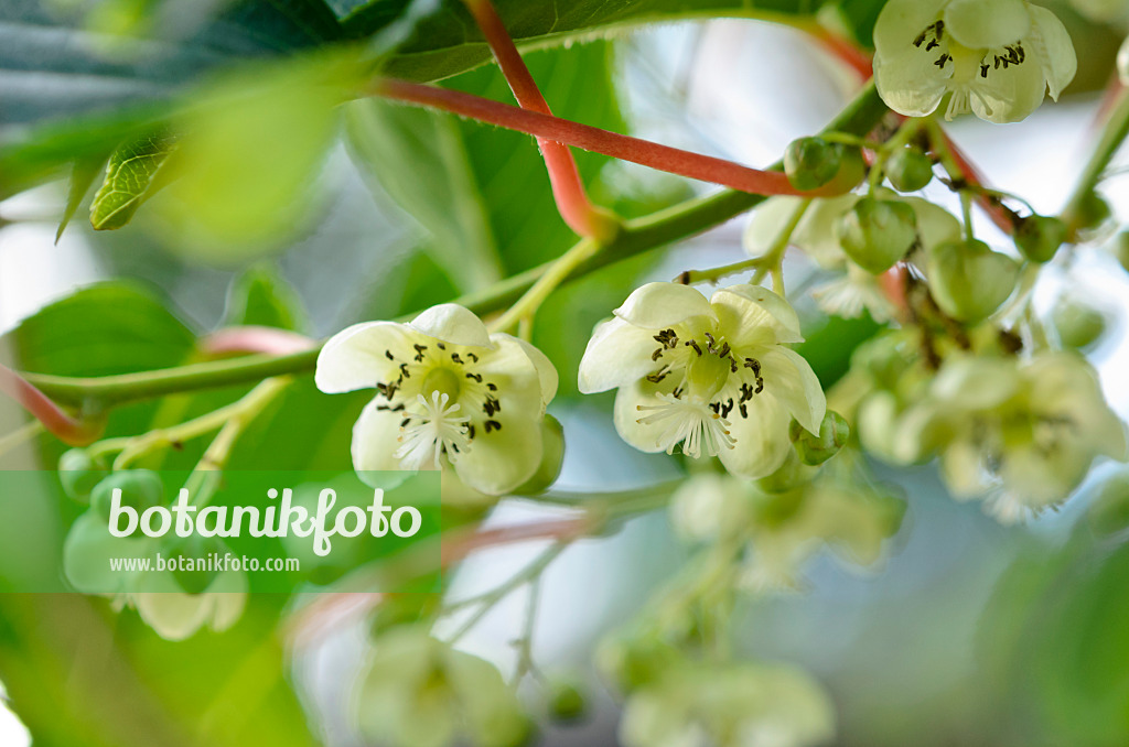 521096 - Kiwi de Sibérie (Actinidia arguta 'Bojnice')