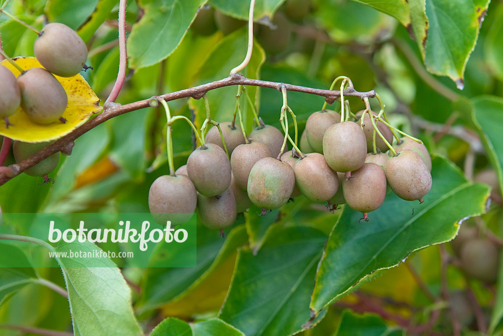 502099 - Kiwi de Sibérie (Actinidia arguta 'Maki')