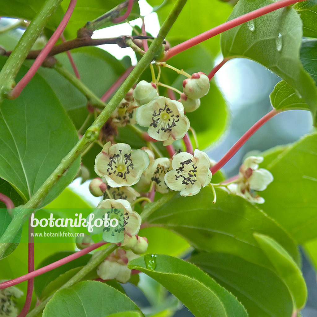 517287 - Kiwi de Sibérie (Actinidia arguta 'Milano')