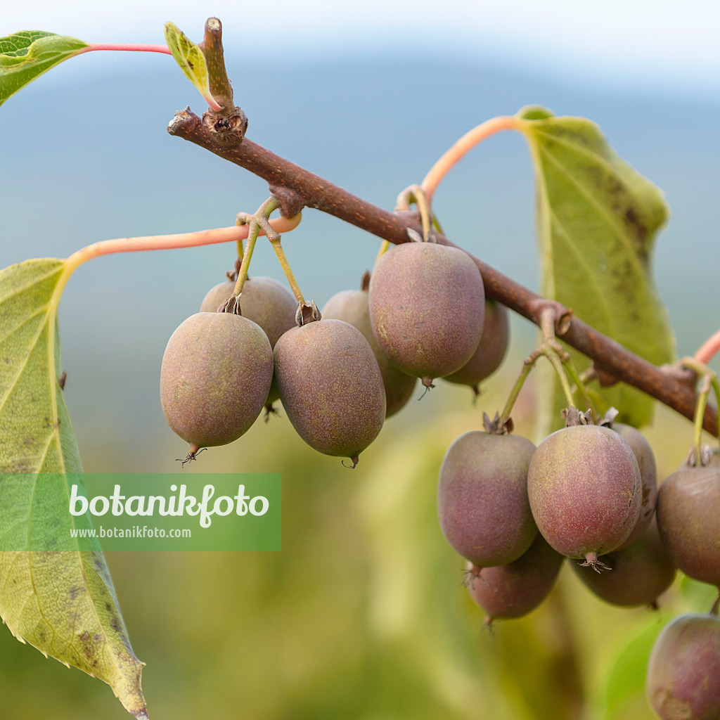 547058 - Kiwi de Sibérie (Actinidia arguta 'Red Beauty')