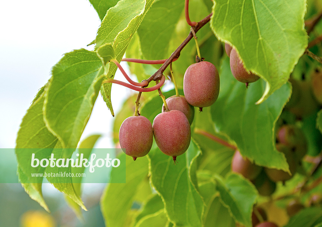 547060 - Kiwi de Sibérie (Actinidia arguta 'Weiki')