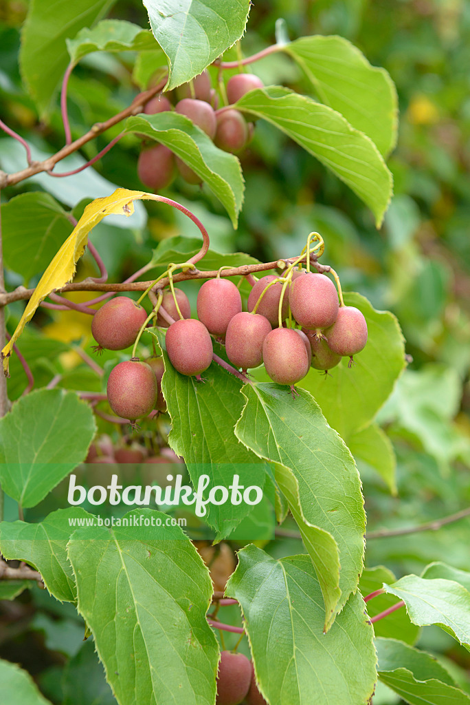 547061 - Kiwi de Sibérie (Actinidia arguta 'Weiki')