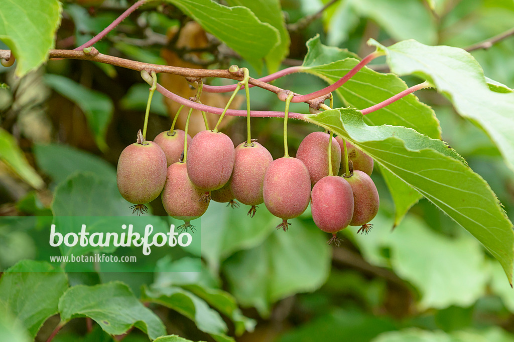 547062 - Kiwi de Sibérie (Actinidia arguta 'Weiki')