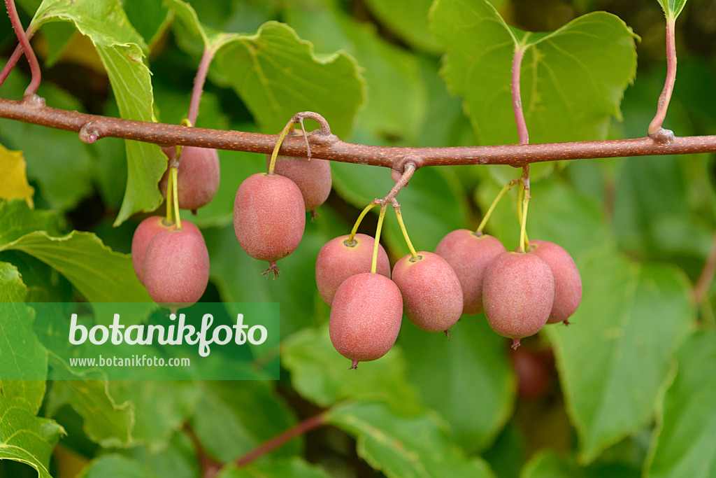 547064 - Kiwi de Sibérie (Actinidia arguta 'Weiki')