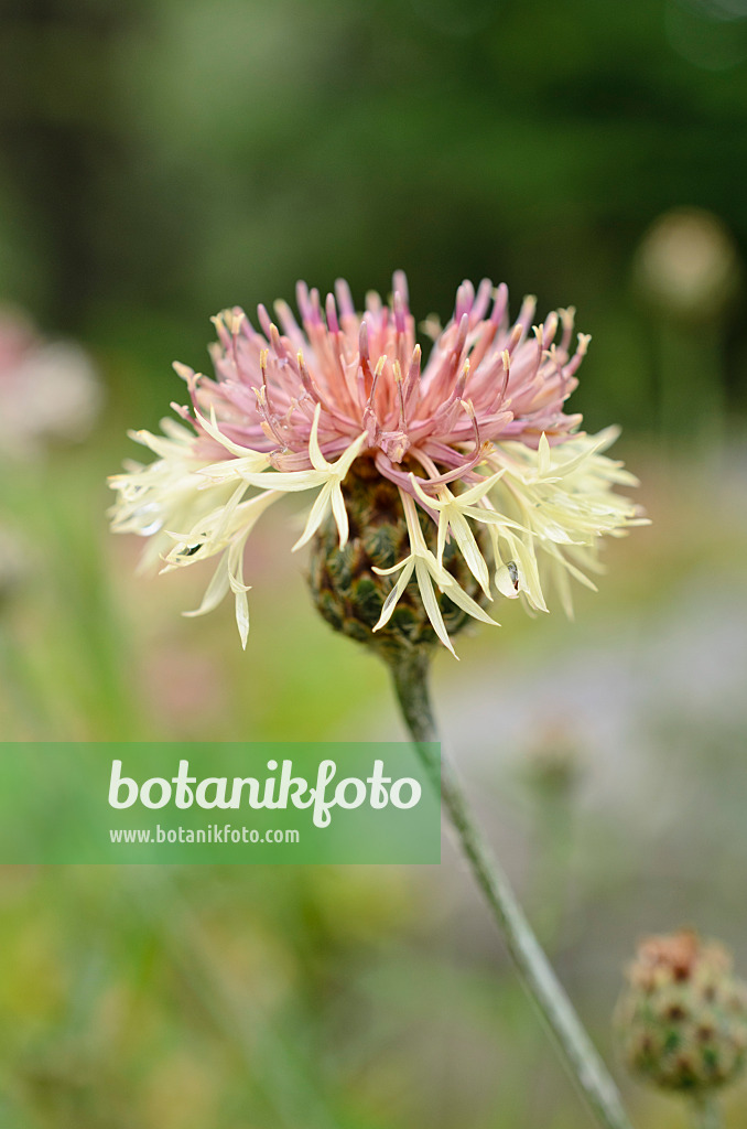 508521 - Knapweed (Centaurea rupestris)