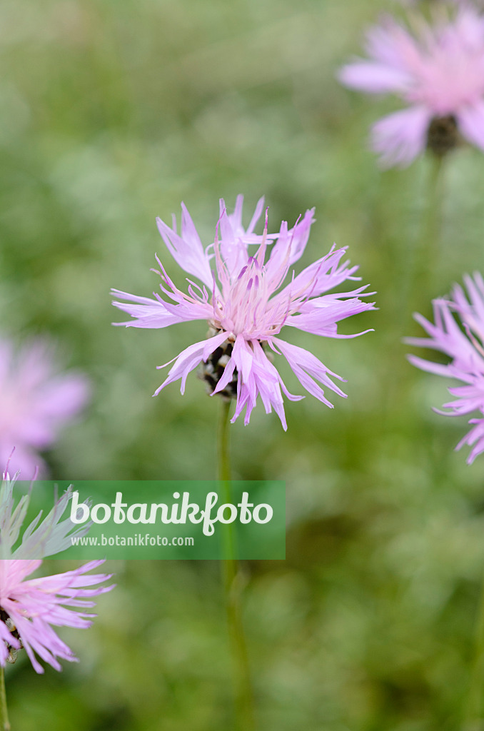 533572 - Knapweed (Centaurea simplicicaulis)