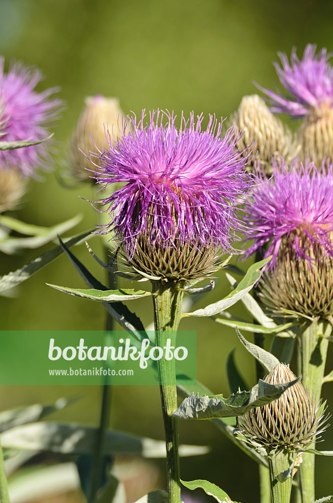 497365 - Knapweed (Leuzea centauroides syn. Rhaponticum centauroides)