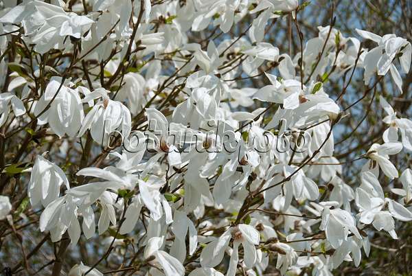 502257 - Kobushi magnolia (Magnolia kobus 'Wada's Memory')