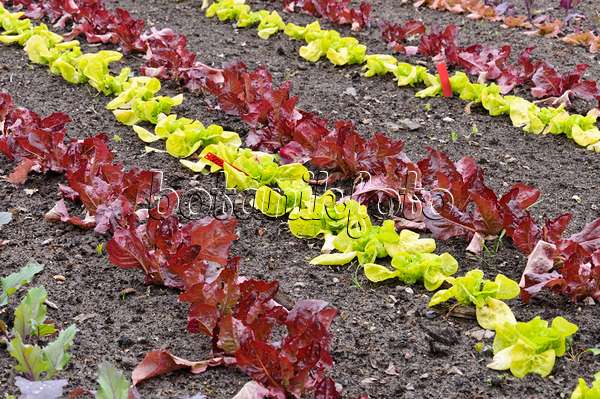 484113 - Kohlrabi (Brassica oleracea var. gongyloides) and head lettuce (Lactuca sativa var. capitata)