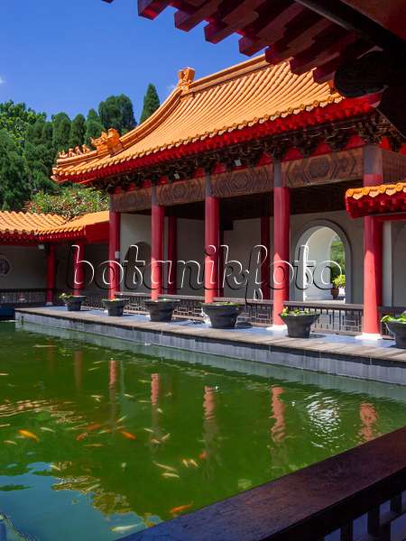 411038 - Koi pond, Chinese Garden, Singapore
