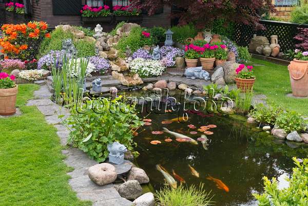 532020 - Koi pond with rhododendrons (Rhododendron), garden phlox (Phlox paniculata) and pelargoniums (Pelargonium)