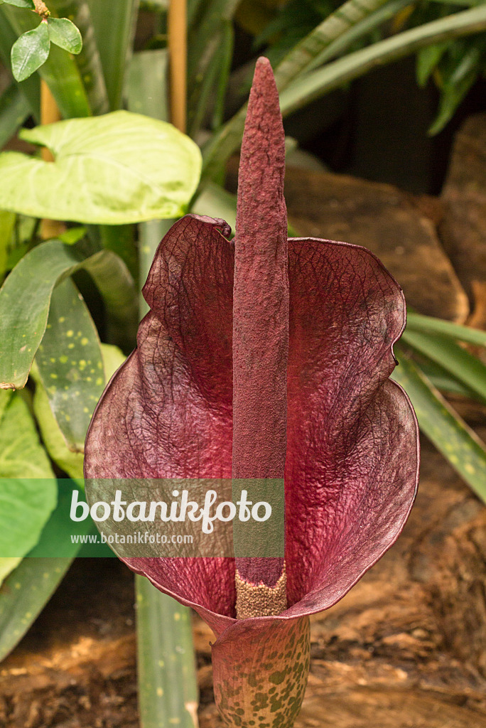 554021 - Konjac (Amorphophallus konjac)