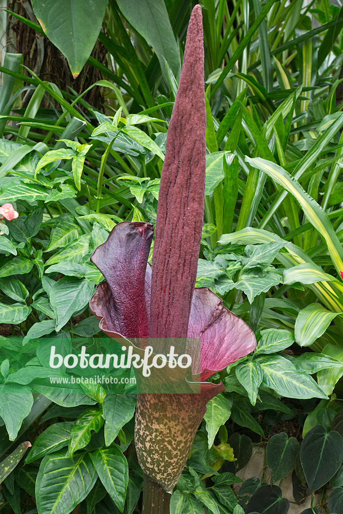 554074 - Konjac (Amorphophallus konjac)