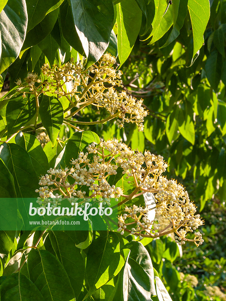 416067 - Korean bee tree (Tetradium daniellii)