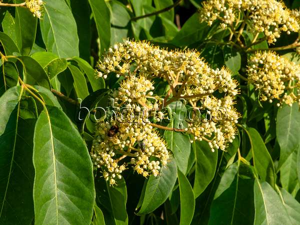 463006 - Korean bee tree (Tetradium daniellii)