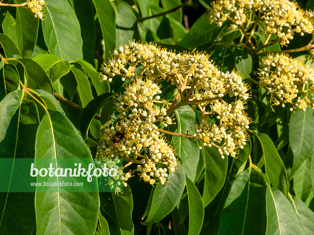 463006 - Korean bee tree (Tetradium daniellii)