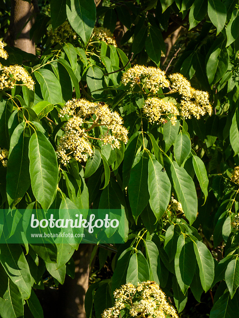 463007 - Korean bee tree (Tetradium daniellii)