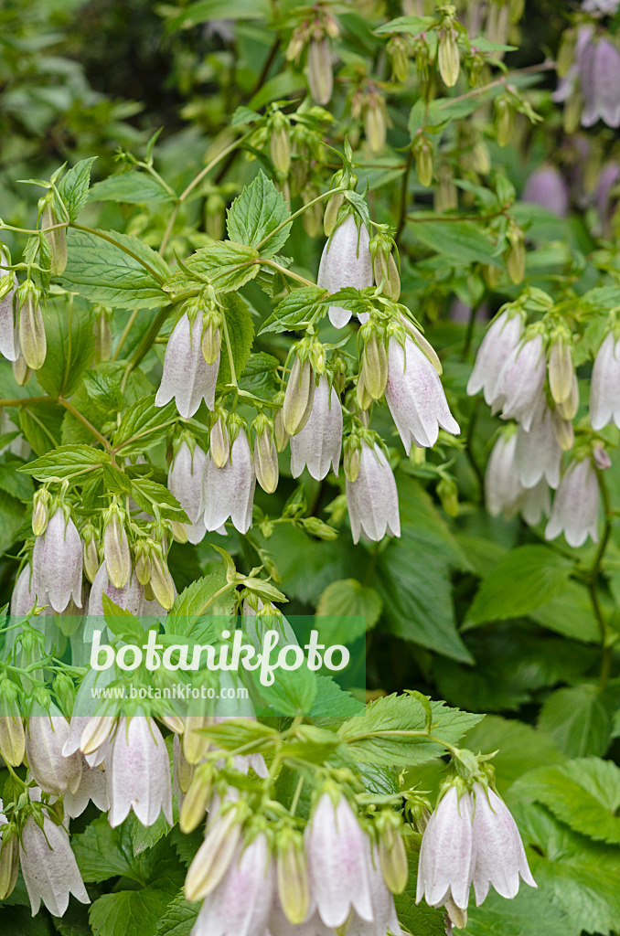 521325 - Korean bellflower (Campanula takesimana)