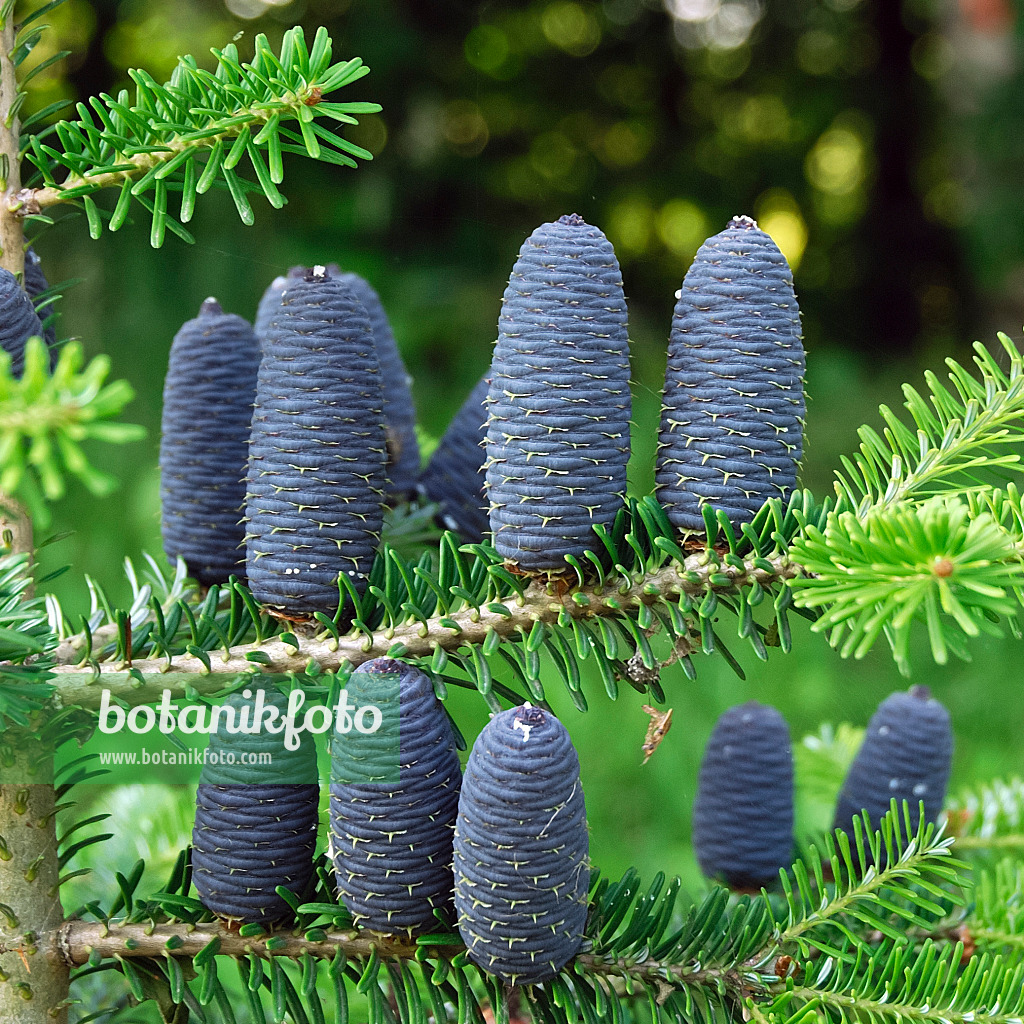 454001 - Korean fir (Abies koreana)