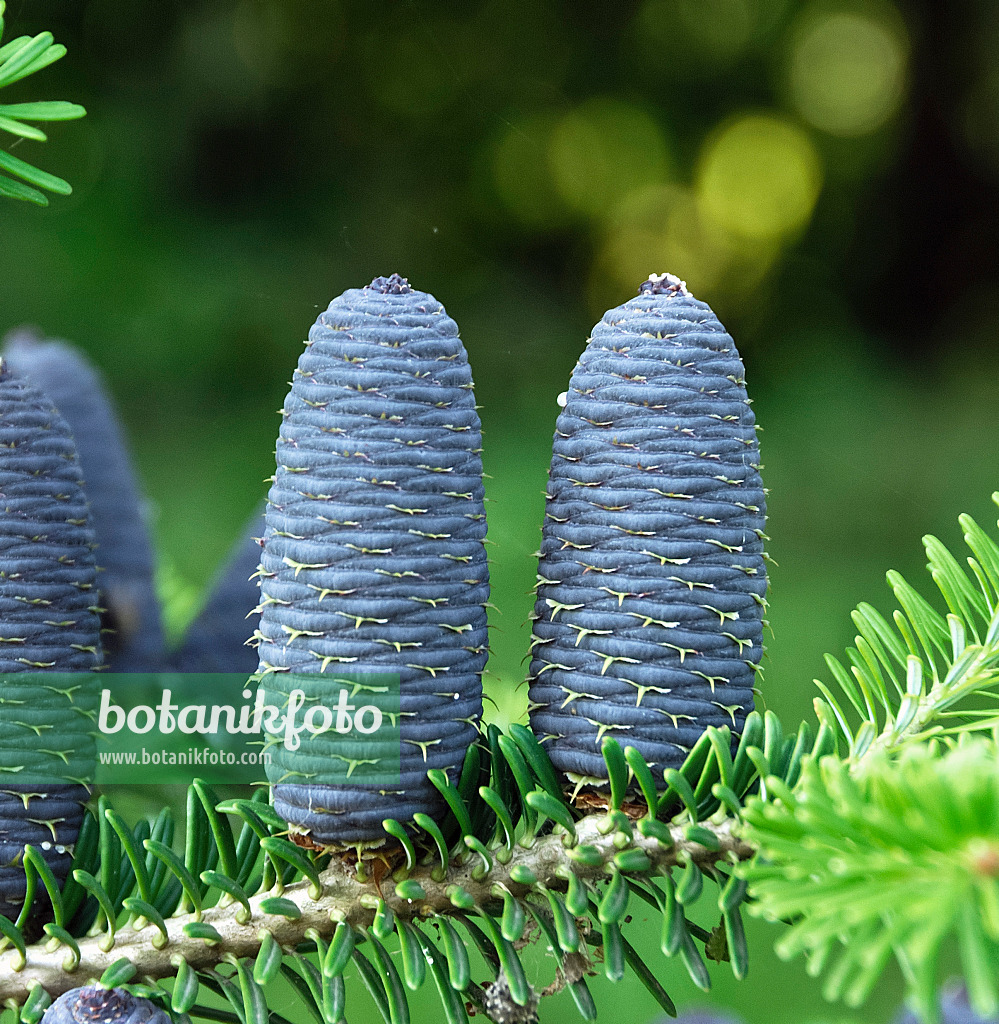 454002 - Korean fir (Abies koreana)