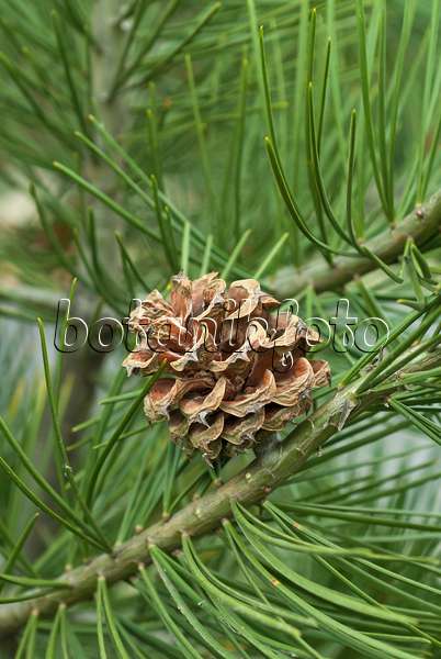 517265 - Lacebark pine (Pinus bungeana)