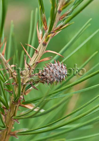 517266 - Lacebark pine (Pinus bungeana)