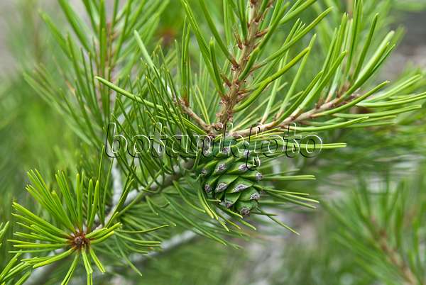 517267 - Lacebark pine (Pinus bungeana)
