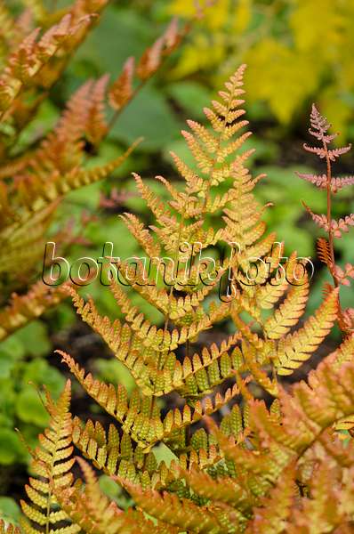 533420 - Lacy autumn fern (Dryopteris erythrosora var. prolifica)