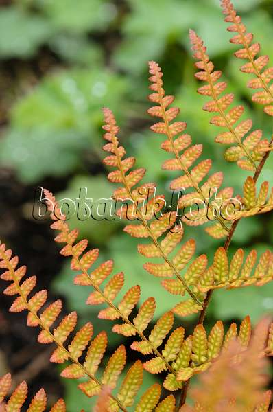 533421 - Lacy autumn fern (Dryopteris erythrosora var. prolifica)
