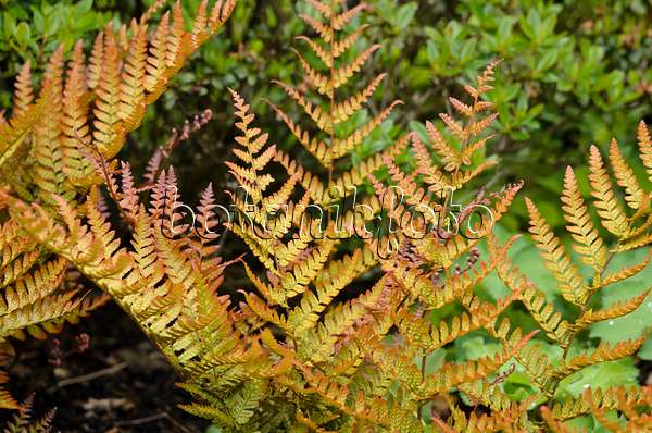 533422 - Lacy autumn fern (Dryopteris erythrosora var. prolifica)
