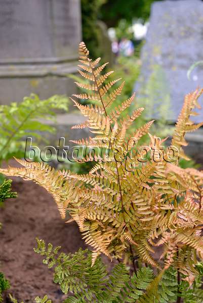 558094 - Lacy autumn fern (Dryopteris erythrosora)