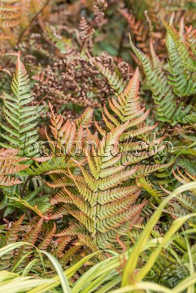 638084 - Lacy autumn fern (Dryopteris erythrosora)