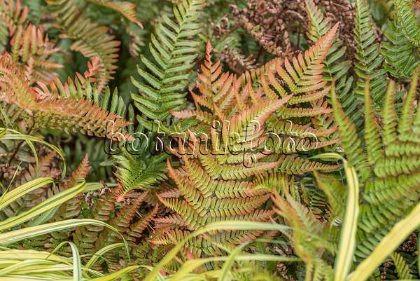 638085 - Lacy autumn fern (Dryopteris erythrosora)
