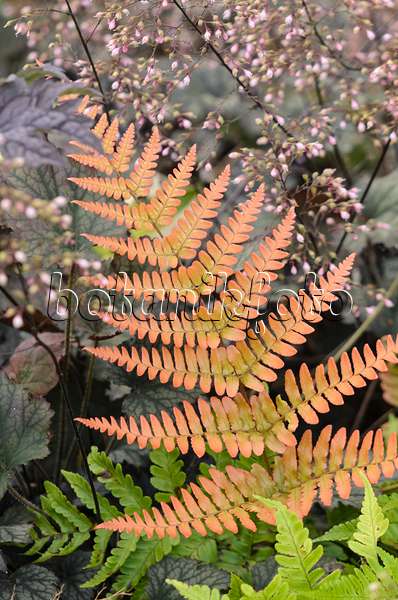 548149 - Lacy autumn fern (Dryopteris erythrosora) and hairy alumroot (Heuchera villosa 'Frosted Violet')