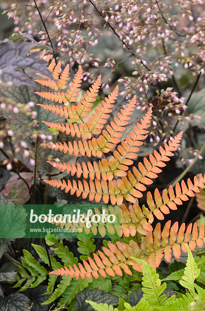 548149 - Lacy autumn fern (Dryopteris erythrosora) and hairy alumroot (Heuchera villosa 'Frosted Violet')