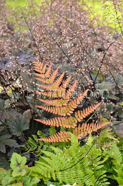 548150 - Lacy autumn fern (Dryopteris erythrosora) and hairy alumroot (Heuchera villosa 'Frosted Violet')